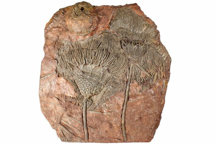 Silurian Fossil Crinoid (Scyphocrinites) Plate - Morocco #189911